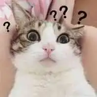 捏小猫表情包