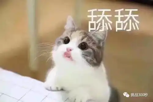 猫咪冲刺表情包文迎