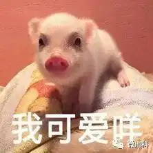 大年初三,小科用42个萌猪表情包向你拜年 大年初三,小科用42个萌猪表情包向你拜年