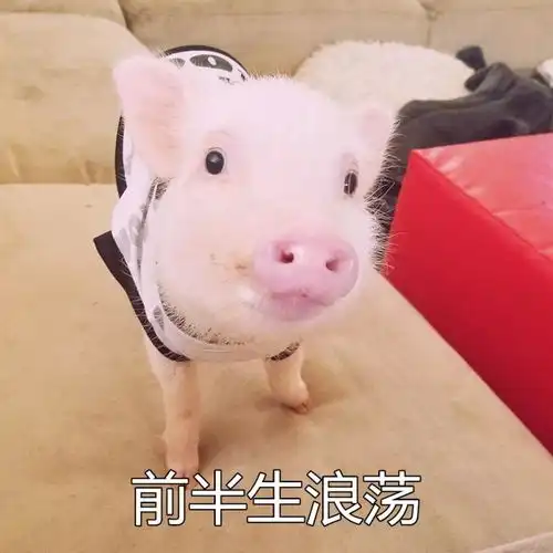  猪猪表情包来啦,来收图,把你猪手慢慢交给我,放下心中的困惑