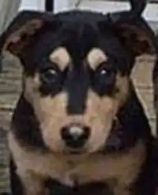  抢镜王二哈,拍合照时看到比特的表情后,瞬间懵逼了...