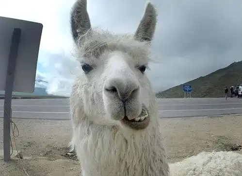  羊驼是秘鲁会走路的黄金羊驼学习海上冲浪,一口口水3米远