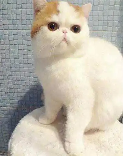 加菲猫喜欢吃什么食物