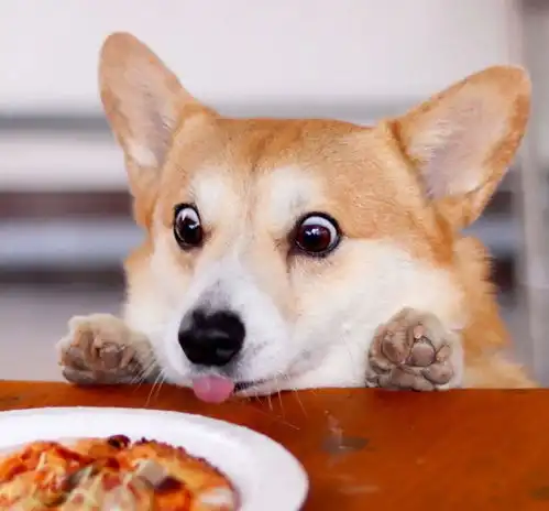  日本网友分享萌宠柯基的日常,每一张晒图都堪称行走的表情包