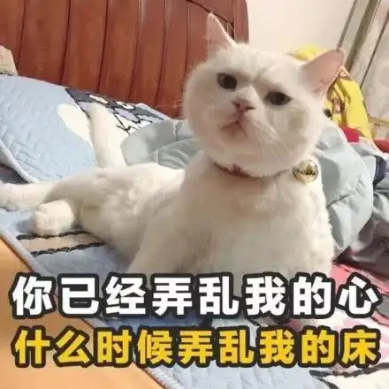  猫这里有小鸡鸡耶