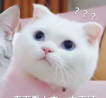  养猫之从入门到放弃