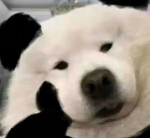  剑网三的江湖能有多离谱回归后发现直男师父的仇家竟是我师爹