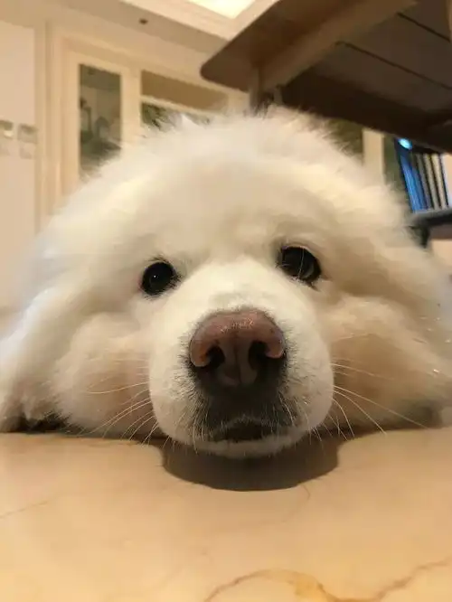 一只不希望下雨的狗,可老天却偏偏不眷顾它............... 一只不希望下雨的狗,可老天却偏偏不眷顾它...............