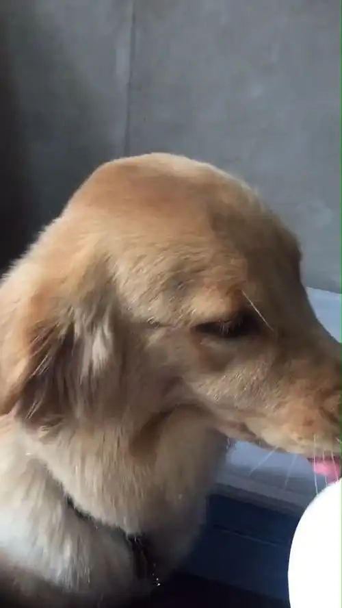  金毛立誓不吃狗粮,嘴里却清口水直流,最后认怂把主人笑翻了