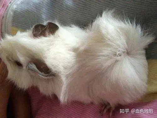  新手养龙猫还是荷兰猪好