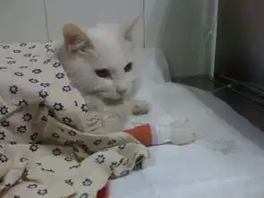  关于猫瘟后期康复的一些问题,白细胞恢复正常水平,已经不去医院打针输液,但是依旧只少量喝水不进食