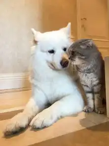  养猫必看猫咪尿在地毯上怎么处理的完整版,绝对有效