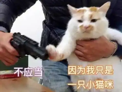 猫咪冲刺表情包老哥稳