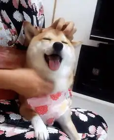 柴犬斜视表情包戏精