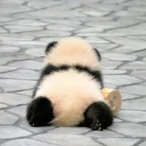  头像壁纸