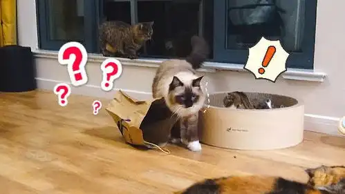  开饭时布偶猫竟背了个包来,主人笑得差点当场去世,看这架势怕是要被吃破产了视频