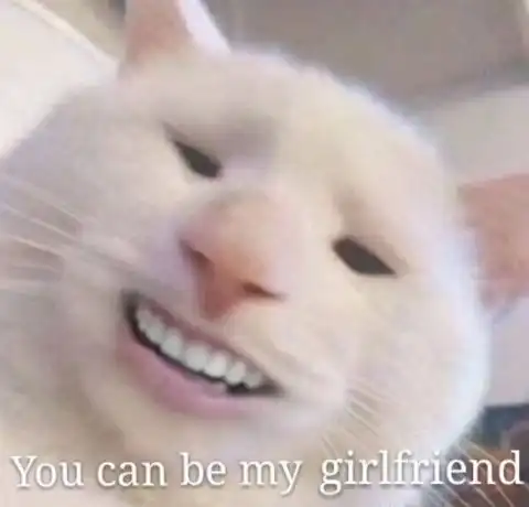  最近新收集的一波猫咪表情包,来收图吧