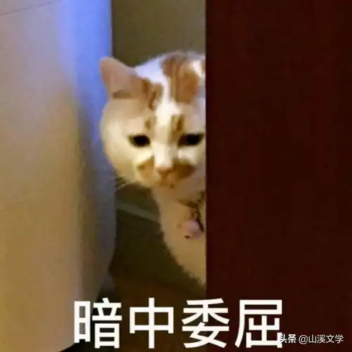  小说望星空爱情日记018一首血泪凝成的恋曲之窝囊气