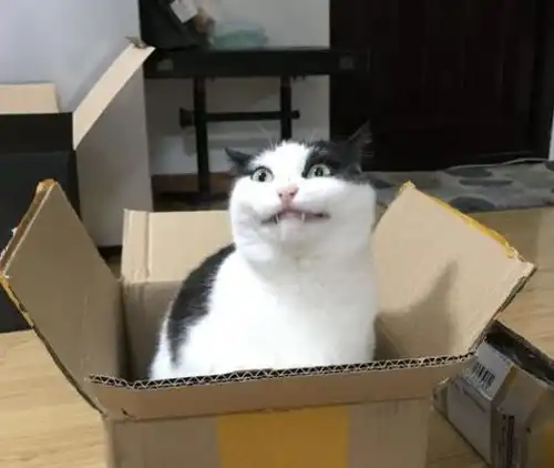  猫中的翘楚也是猫中哈士奇,表情包般的模样,让你觉得养的不是猫