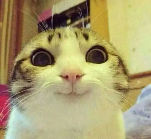 主人喂猫咪小鱼干,这货竟两眼泪汪汪终于等到你