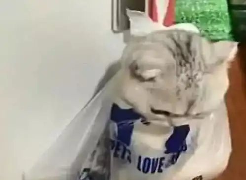  被英短猫挠伤的主人,把猫放进塑料袋里,挂到墙上猫老子没错