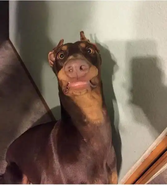  这些动物,全都一脸懵逼