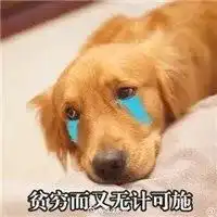 金毛托腮表情包