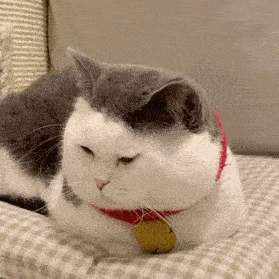 沙雕猫猫表情包 沙雕猫猫表情包