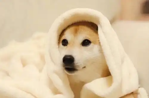  柴犬几个月开始爆毛