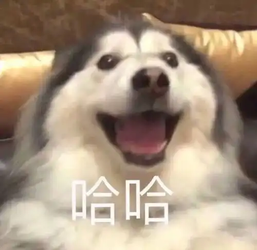 狗狗开心表情包图片发怒