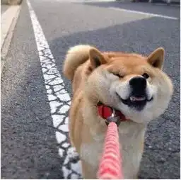  遛狗不拴狗,那你还溜什么狗