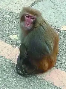  有人在黔灵山公园偷猎猴子