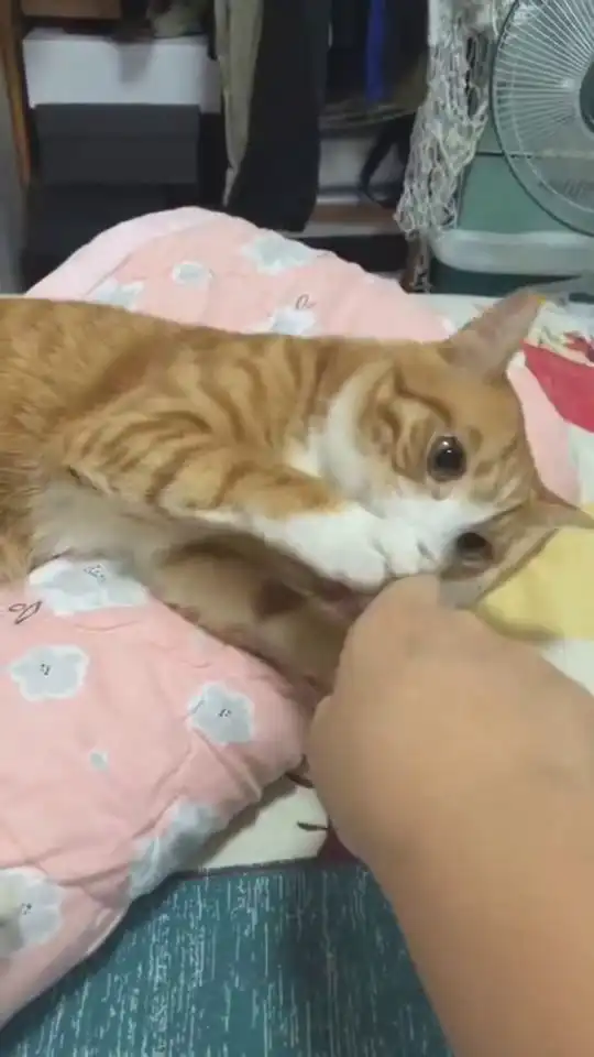  猫咪也有起床气,生气的时候一顿乱挠,最后还是认怂