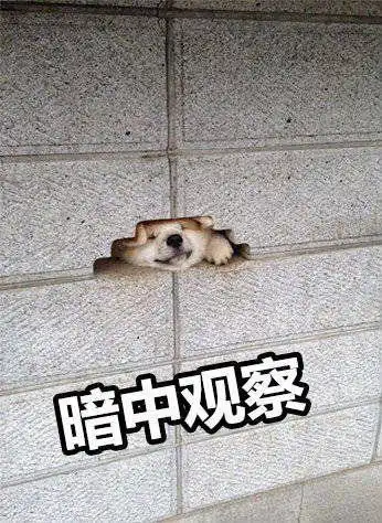 哈士奇表情包动图暗中观