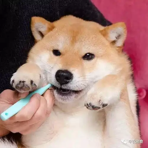 柴犬斜视表情包刷牙