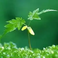 qq看点头像绿色头像