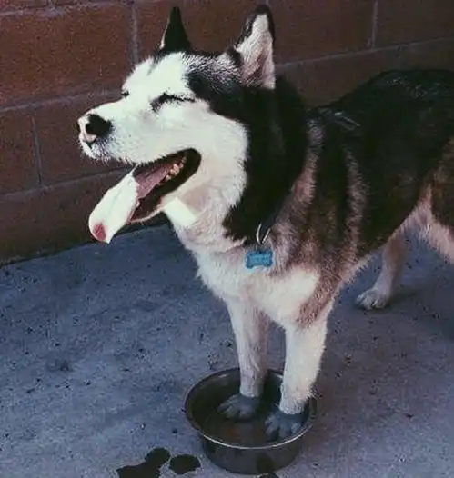  作为表情帝,二哈真的是随便一张照片都可以凑出表情包