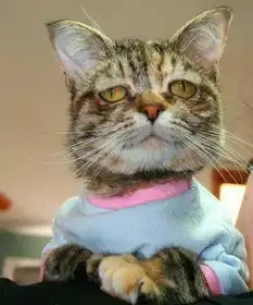  小猫表情哀怨被主人遗弃