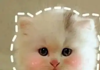  猫主子的脑回路,铲屎官永远都搞不懂铲屎官我养的什么沙雕猫