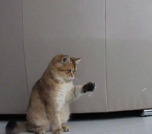  猫咪生的小猫太多,每次喂奶表情都很逗,网友铲屎官发财了