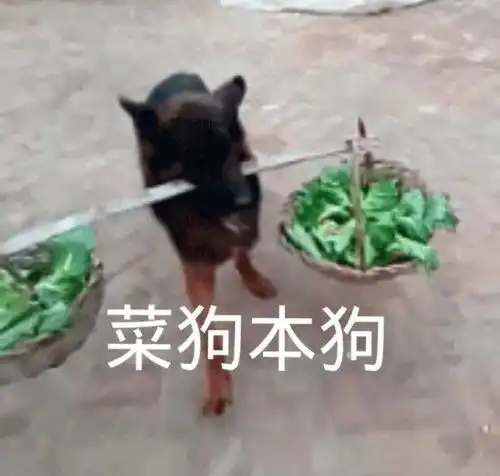  第47期汪表情大无语吸猫会出现狗传狗现象