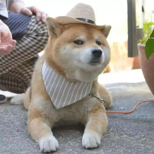  有没有一些柴犬或二哈超可爱的壁纸或头像