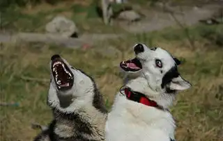  战斗力不行的哈士奇,打架全靠表情来凑