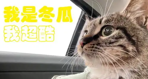 猫咪冲刺表情包养猫