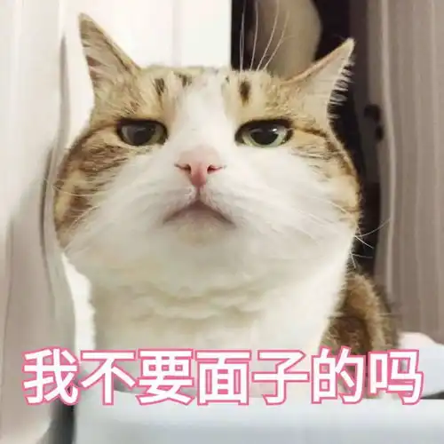  吸猫一时爽,养猫一直爽奉劝你千万不要惹一只猫生气,不然宠爱国际