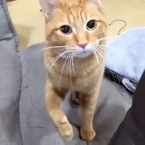  猫星人无聊的时候,主动来找我玩,这小表情也太可爱了吧