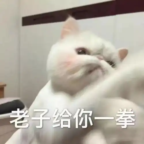  不知道从什么时候开始,养猫还有鄙视链了