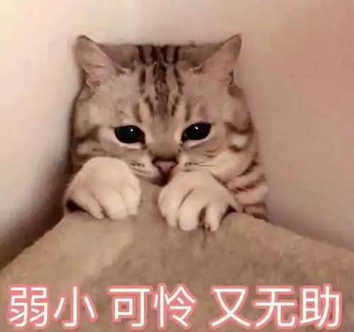  猫咪出现这4种症状,多半是过敏了,请家长们立刻送医院