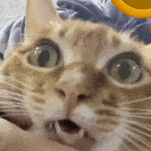  历史回顾网红猫咪沙雕猫咪敦敦表情包一