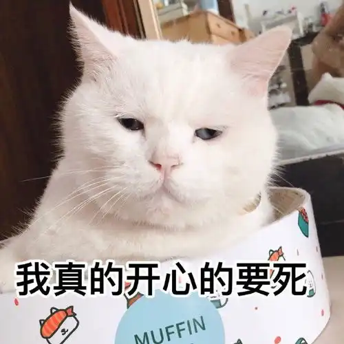  猫咪表情包如果我是一只咸鱼,那就让我快乐每一天